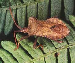 چرخهٔ زندگی زنجره‌ها