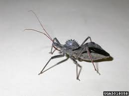 بیولوژی و نحوه خسارات