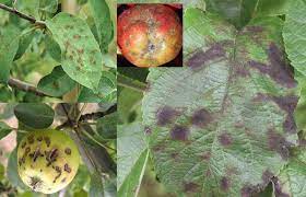 آسکوسپورها روی کاسبرگ