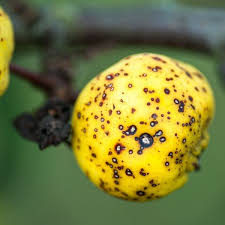 بیماری لکه سیاه سیب