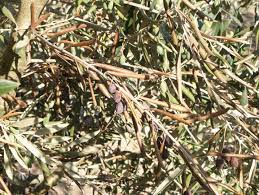 بیماری پژمردگی ورتیسیلیومی زیتون