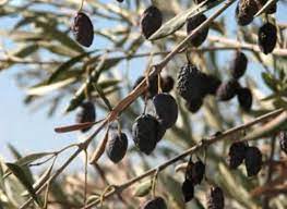 کنترل بیماری