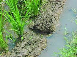 مصرف بهینه آب در برنج