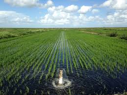 اعمال این روش آبیاری در خشکسالی