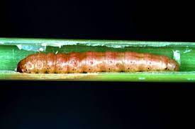 کنترل شیمیایی کرم ساقه خوار