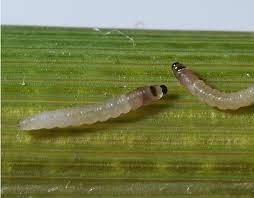 کنترل کرم ساقه خور برنج