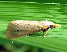 کنترل شیمیایی کرم برنج