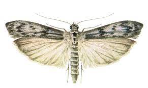 شب پره مدیترانه ای آرد