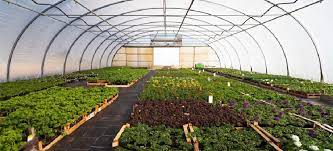آموزش پرورش خیار گلخانه‌ای