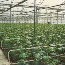 دو نوع گلخانه رواج دارد