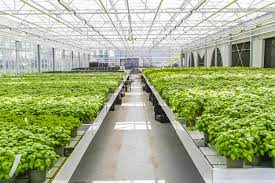 پوشش گلخانه