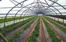 اهمیت اقتصادی کشت در گلخانه - اهمیت کشت در گلخانه