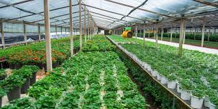 هرس بوته‌های خیار