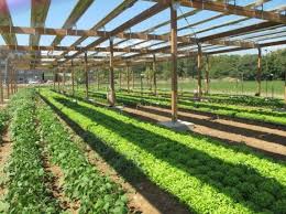 محاسن استفاده از نشاء در خیار