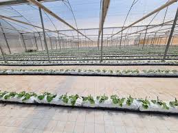 منطقه کشت با زمستان ملایم