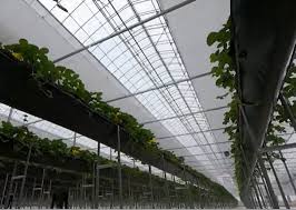 جلوگیری از بروز بیماری‌ها در داخل گلخانه