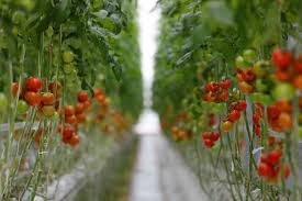 گیاه‌شناسی خیار