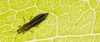 تریپس توتون