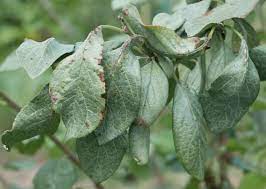 عامل بیماری برگ نقره ای