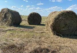 غني سازي كاه گندم با اوره