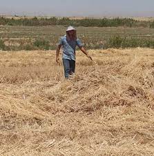 تعليف دام ها با كاه غني شده