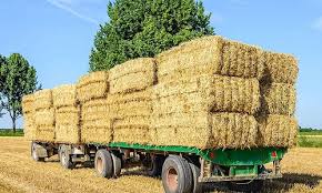 غنی سازی کلش کلزا با قارچ و مخمر