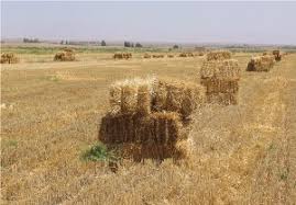 تهّيه بلوك هاي علوفه اي از كاه غني شده