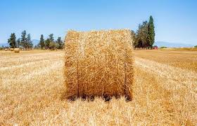 كاه سورگوم و راگي