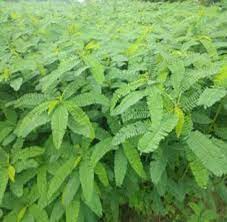 کود سبز شالیزار