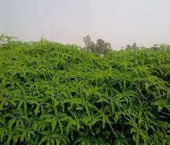 تاریخچه کاربرد گیاه