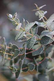 پیشگیری از آسیبهای سرما در اوکالیپتوس