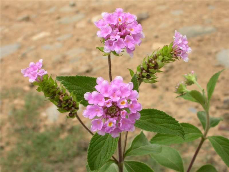 شاه‌پسند سه‌برگی