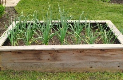 کاشت سیر - چگونه سیر بکاریم؟