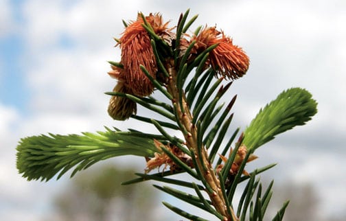 سرمازدگی درختان در بهار