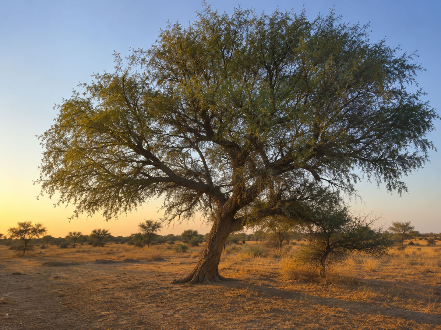 کهور