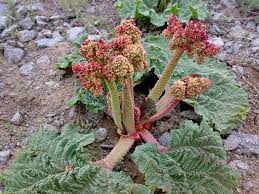 گیاه ریواس ترشاب