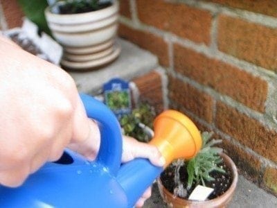 چقدر به گلدان آب بدهیم