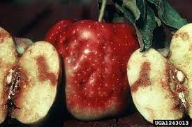 پوسیدگی سیاه Black Rot