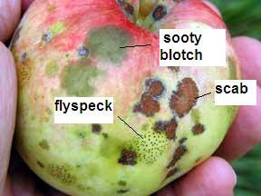 آتشک سیب (Fire Blight)