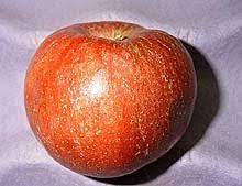پوسیدگی سیاه تبخالی