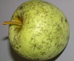 لکه دوده ای یا سوتی بلاچ