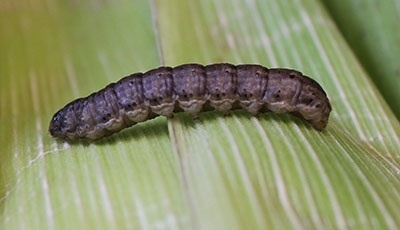 لارو شب پره