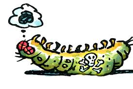 باسیلوس تورنجیِنسیس