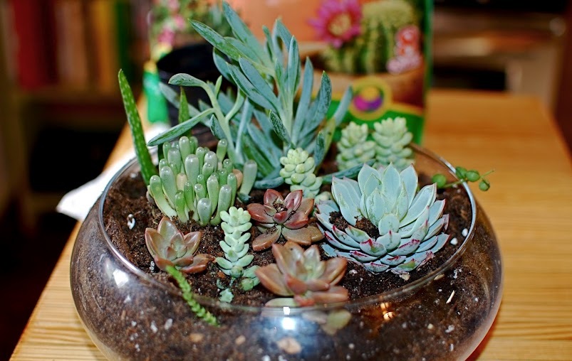 خاک مخصوص کاکتوس - شرایط رشد و پرورش کاکتوس