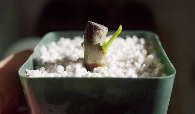 Вермикулит для фиалок. Укореняем фиалки в перлите. Можно ли укоренять в перлите. Агроперлит и вермикулит. Черенки пеларгонии в вермикулите.