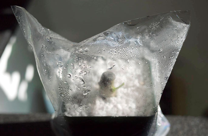 ترکیب پرلیت در خاک گلدان