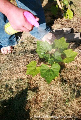 کنترل آفت با الکل و مواد شیمیایی