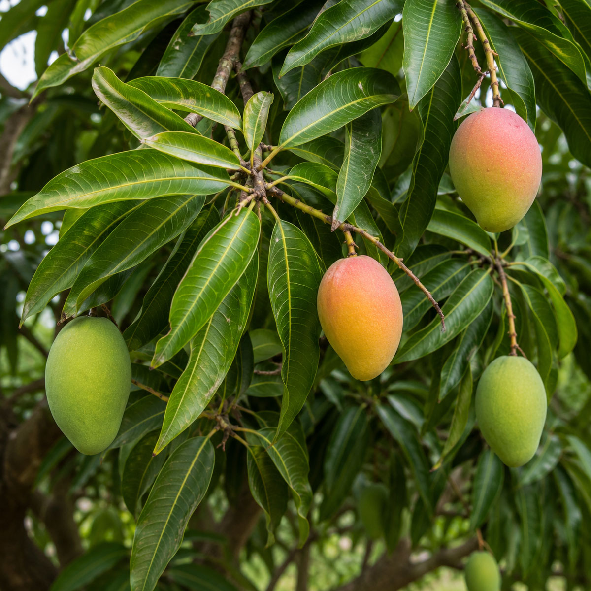 انبه (Mangifera ) و همه ارقام آن