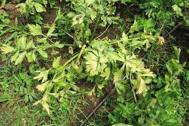 کمبود نیتروژن عامل زرد شدن برگهای کرفس