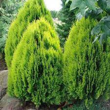 مراقبت از درخت سرو در فضای باز